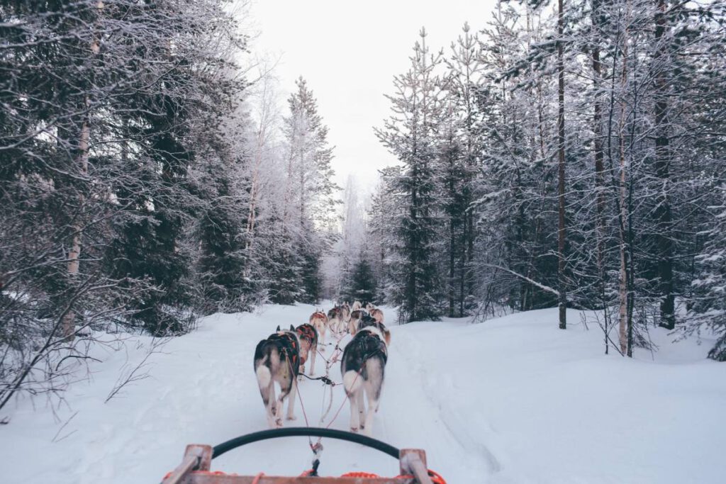 In Santa's Village in Rovaniemi in Finland kun je een sleerit met husky's maken